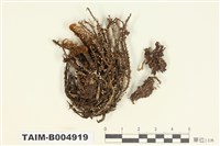 藏品(石蕊屬)的圖片